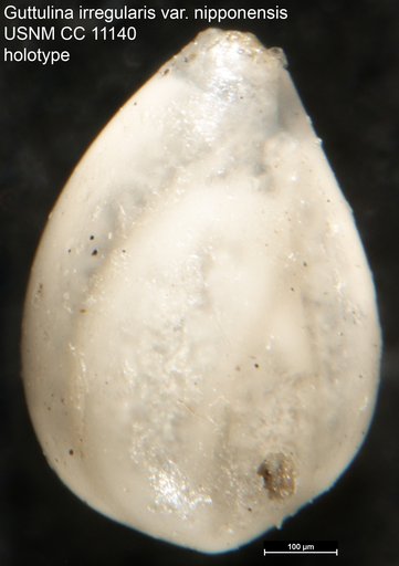 Guttulina irregularis var. nipponensis Cushman & Ozawa, 1930