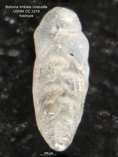 Bolivina limbata var. costulata Cushman, 1922