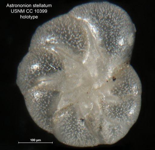 Astrononion stellatum Cushman & Edwards, 1937