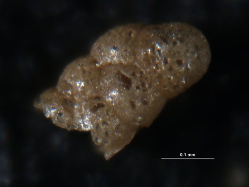 Eggerella advena (Cushman, 1922)