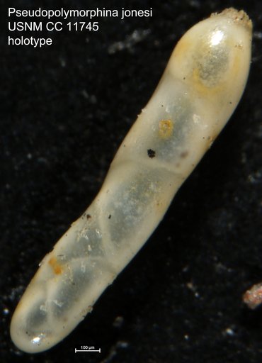 Pseudopolymorphina jonesi Cushman & Ozawa, 1930