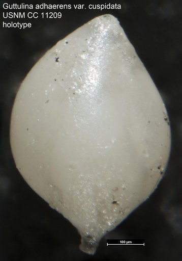 Guttulina adhaerens var. cuspidata Cushman & Ozawa, 1930