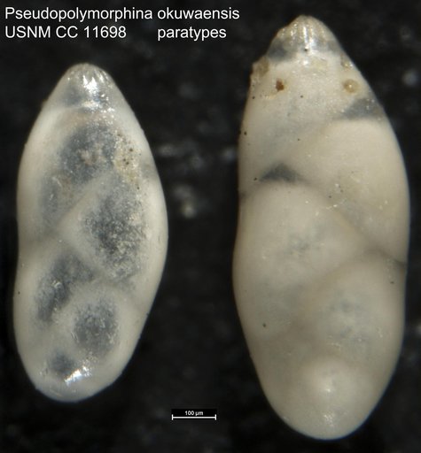 Pseudopolymorphina okuwaensis Cushman & Ozawa, 1929