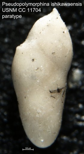 Pseudopolymorphina ishikawaensis Cushman & Ozawa, 1929