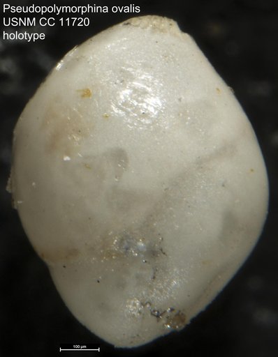 Pseudopolymorphina ovalis Cushman & Ozawa, 1930