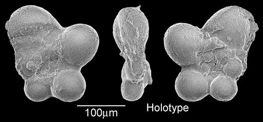 Globigerina subdigitata Carman, 1929