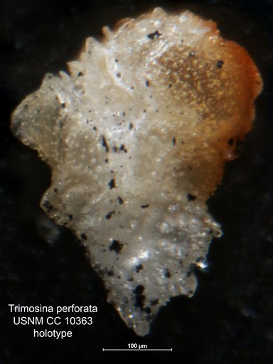 Trimosina perforata Cushman, 1929