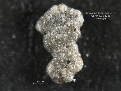Ammobaculites taylorensis Cushman & Waters, 1929