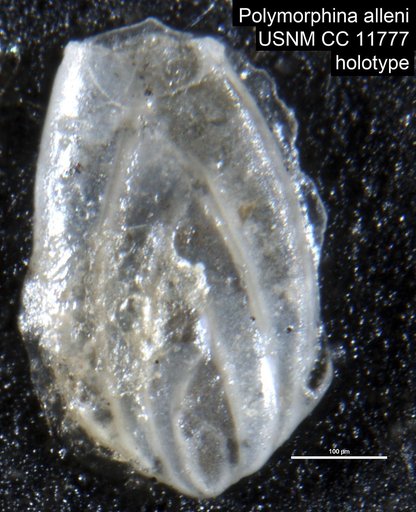 Polymorphina alleni Cushman & Ozawa, 1930