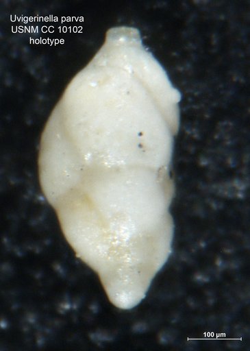 Uvigerinella parva Cushman & Jarvis, 1929