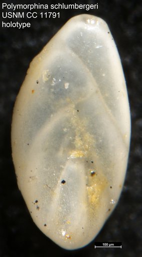 Polymorphina schlumbergeri Cushman & Ozawa, 1930