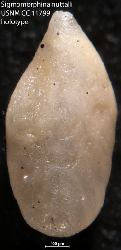 Sigmomorphina nuttalli Cushman & Ozawa, 1930