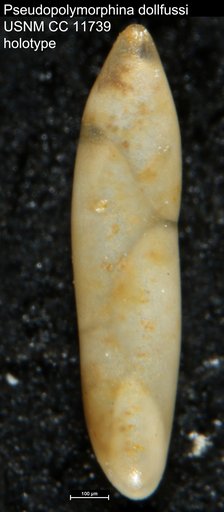 Pseudopolymorphina dollfussi Cushman & Ozawa, 1930