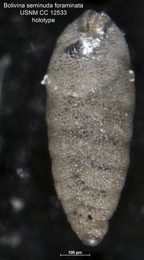 Bolivina seminuda var. foraminata Stewart & Stewart, 1930