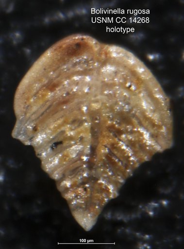 Bolivinella rugosa Howe, 1930
