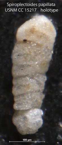 Spiroplectoides papillata Cushman, 1931