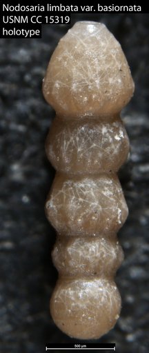Nodosaria limbata var. basiornata Cushman & Jarvis, 1932