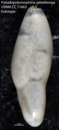 Pseudopolymorphina suboblonga Cushman & Ozawa, 1930