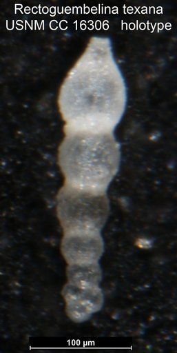 Rectoguembelina texana Cushman, 1932