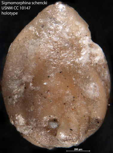 Sigmomorphina schencki Cushman & Ozawa, 1930
