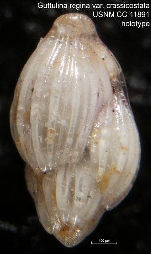 Guttulina regina var. crassicostata Cushman & Ozawa, 1930