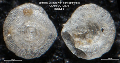 Spirillina vivipara var. densepunctata Cushman, 1931