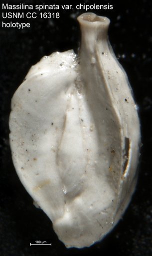 Massilina spinata var. chipolensis Cushman & Ponton, 1932