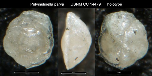 Pulvinulinella parva Cushman & Laiming, 1931