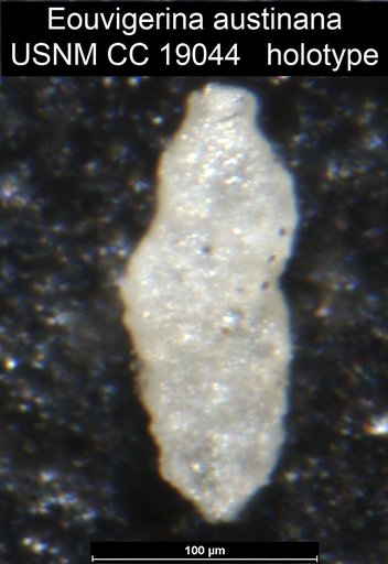 Eouvigerina austinana Cushman, 1933