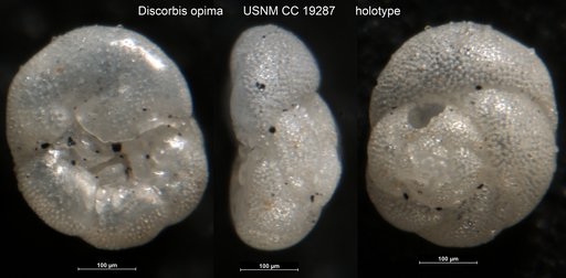 Discorbis opima Cushman, 1933