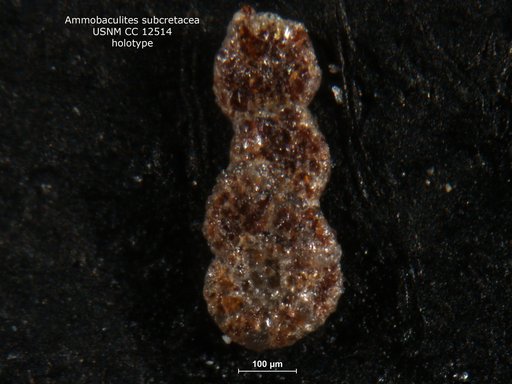 Ammobaculites subcretacea Cushman & Alexander, 1930
