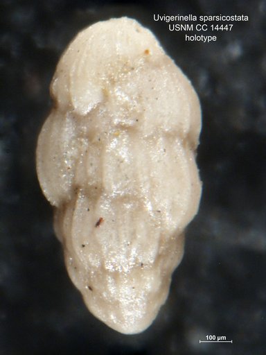 Uvigerinella sparsicostata Cushman & Laiming, 1931