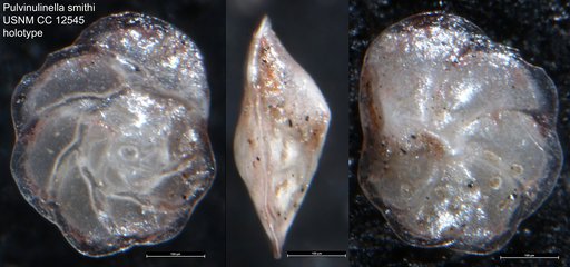 Pulvinulinella smithi Stewart & Stewart, 1930