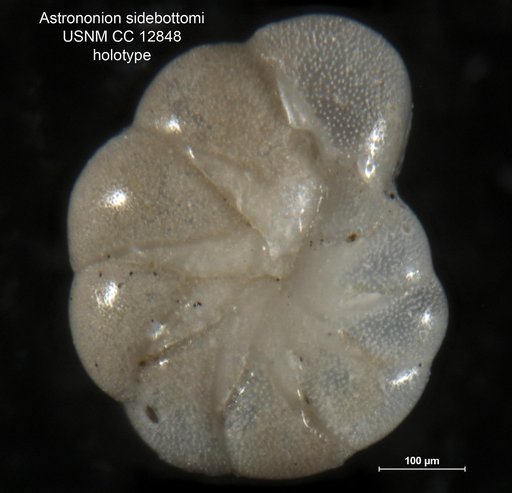 Astrononion sidebottomi Cushman & Edwards, 1937