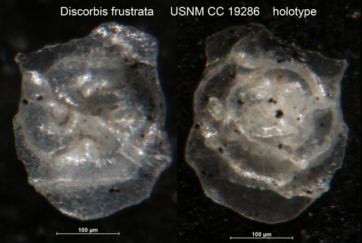 Discorbis frustata Cushman, 1933
