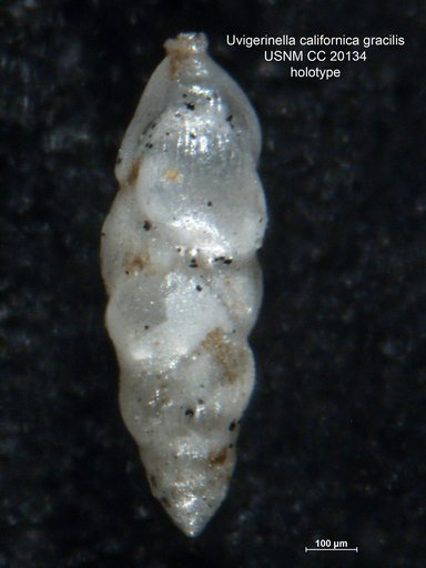 Uvigerinella californica var. gracilis Cushman & Kleinpell, 1934