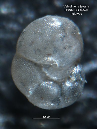 Valvulineria texana Cushman & Ellisor, 1931