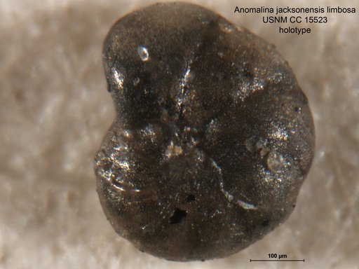 Anomalina jacksonensis var. limbosa Cushman & Ellisor, 1931