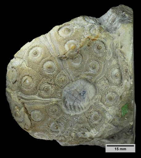 Cidaris texanus Clark
