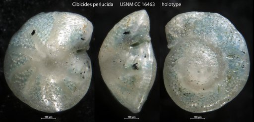 Cibicides perlucida Nuttall, 1932