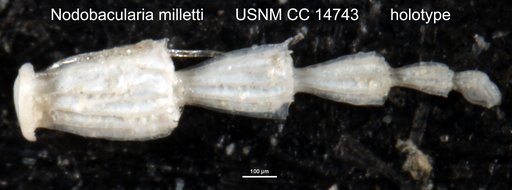 Nodobacularia milletti Cushman, 1932