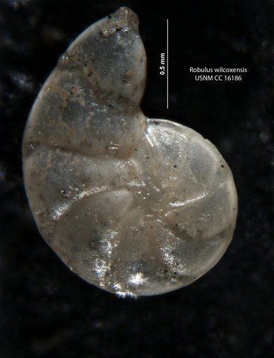 Robulus wilcoxensis Cushman & Ponton, 1932