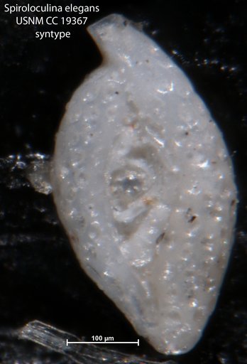 Spiroloculina elegans Cushman, 1918