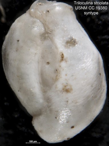 Triloculina striolata Cushman, 1918