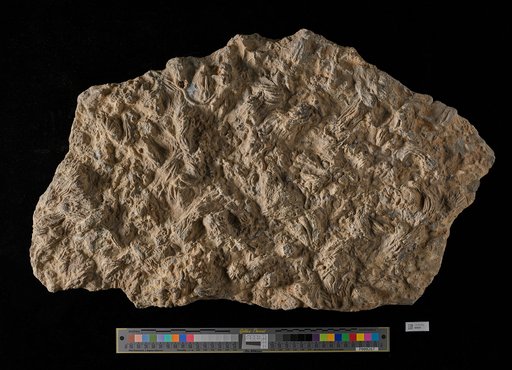 Glyptocrinus dyeri Meek