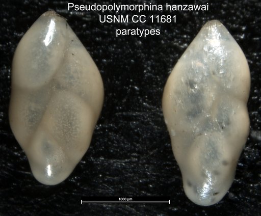 Pseudopolymorphina hanzawai Cushman & Ozawa, 1928