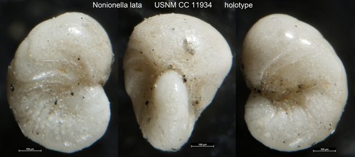 Nonionella lata Cushman & Valentine, 1930