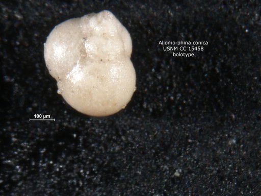 Allomorphina conica Cushman & Todd, 1949