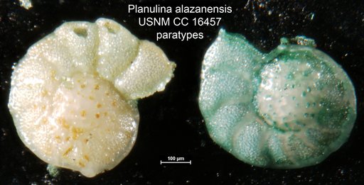 Planulina alazanensis Nuttall, 1932