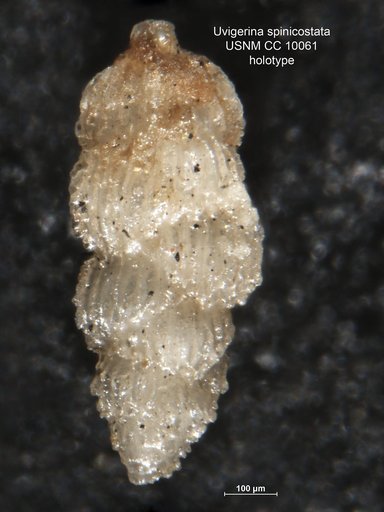 Uvigerina spinicostata Cushman & Jarvis, 1929